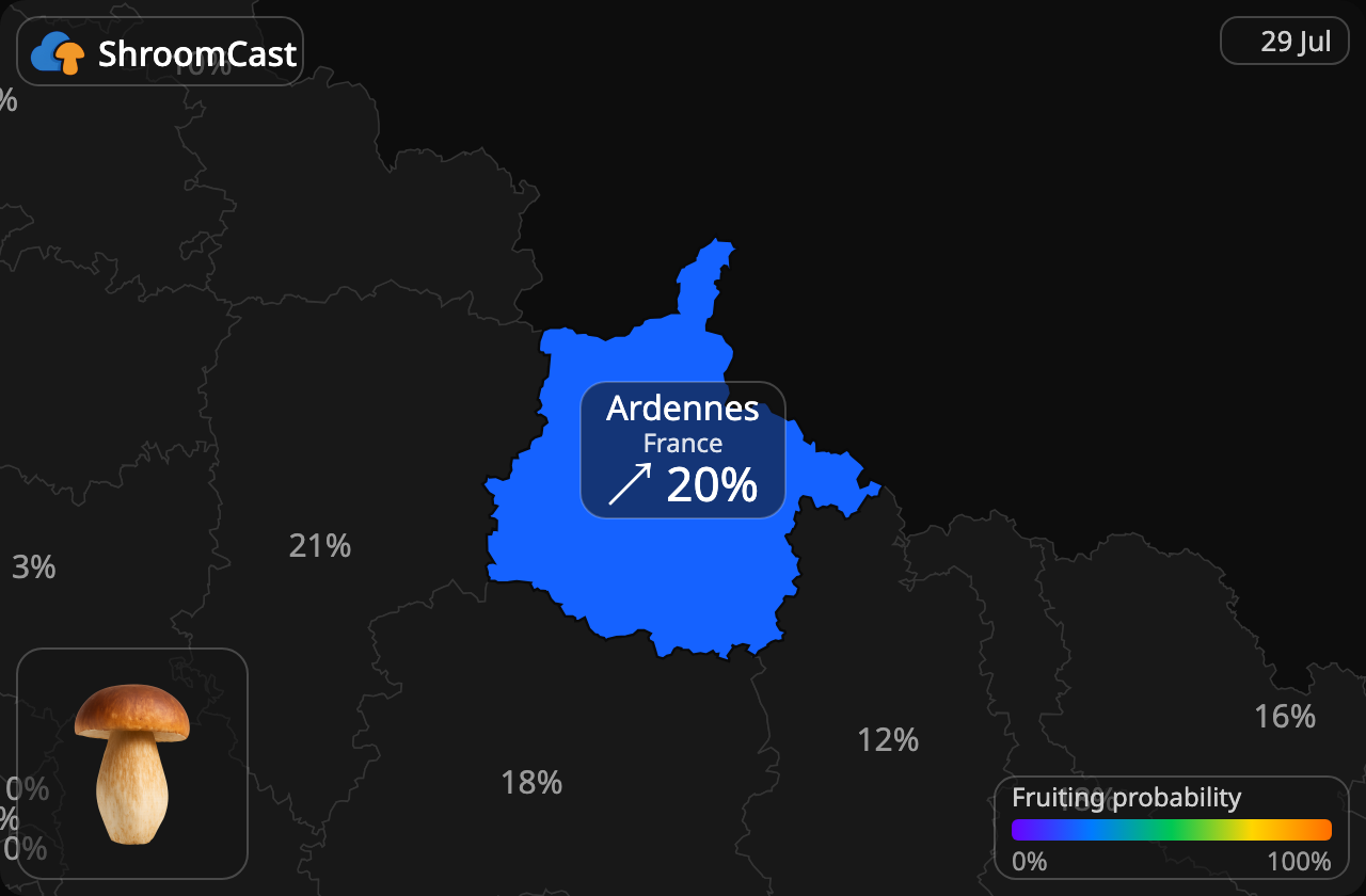 Cèpe de Bordeaux Ardennes