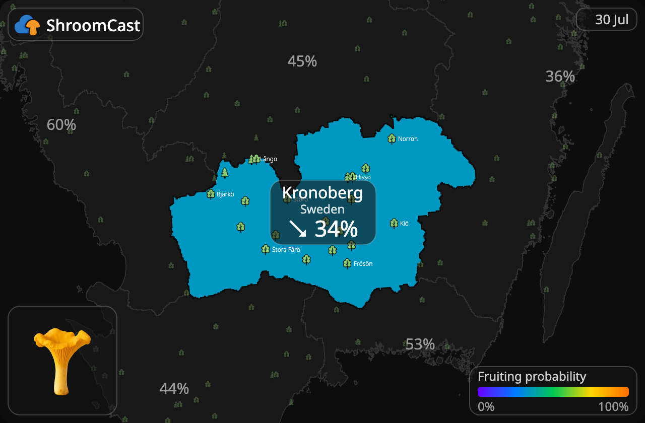 Kantarell Kronoberg