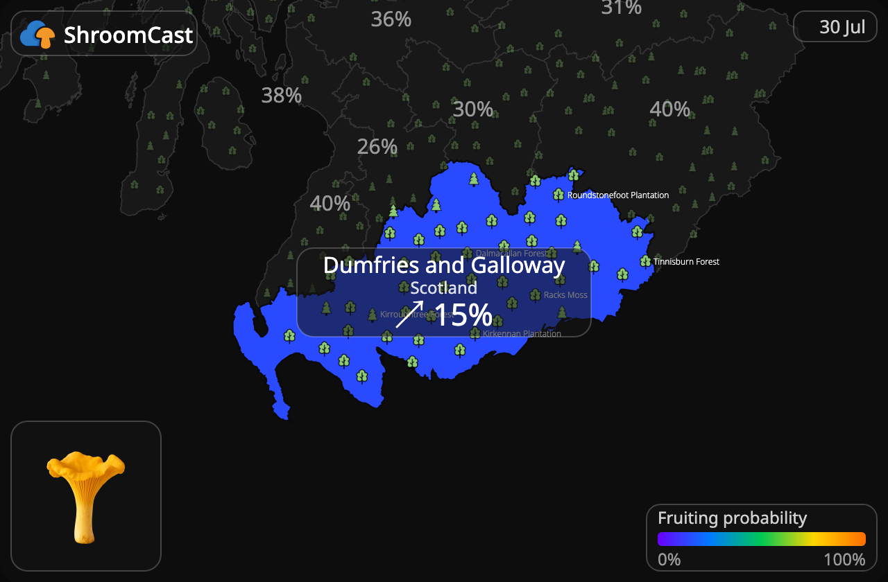 Almindelig kantarel Dumfries and Galloway