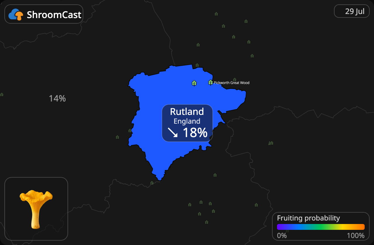 Лисичка звичайна Rutland