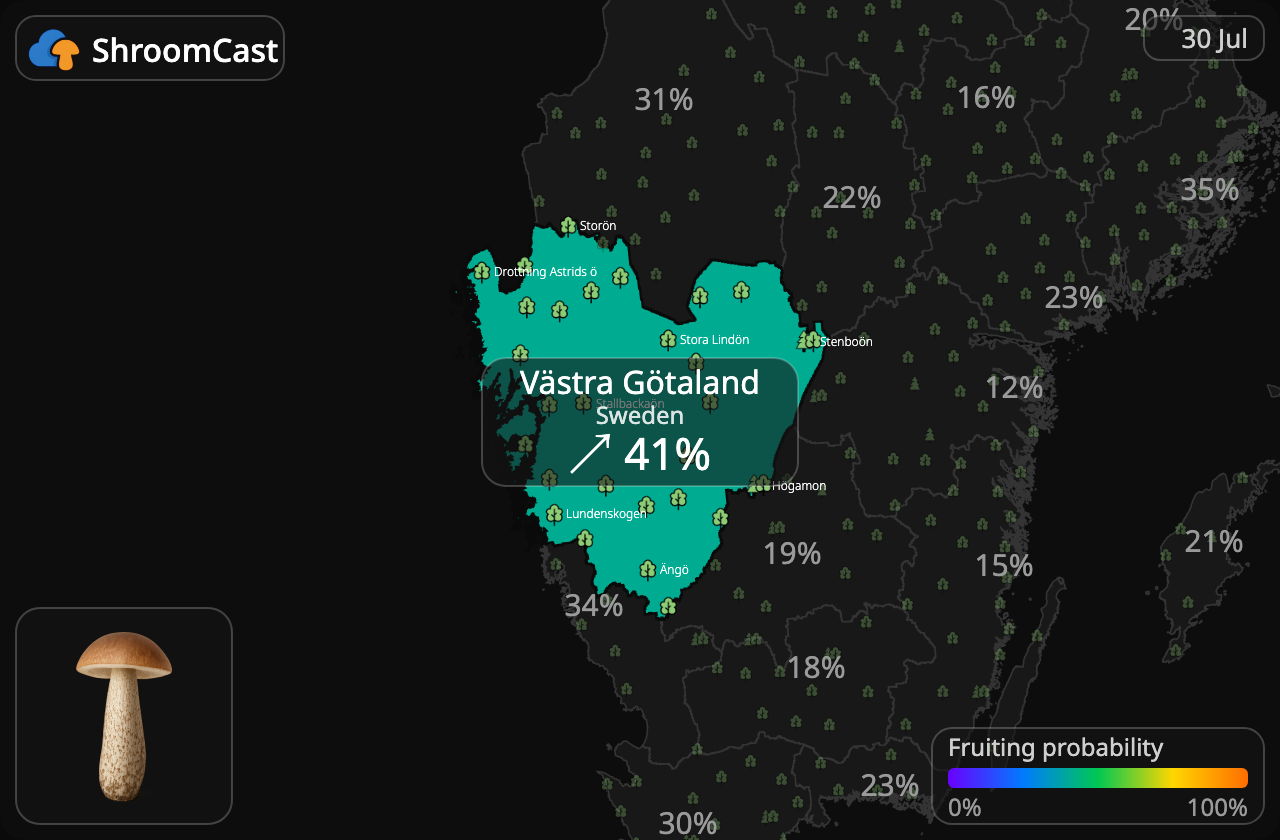 Birkenpilz Västra Götaland