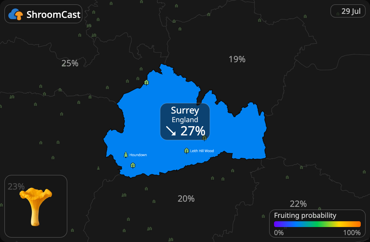 Pfifferling Surrey