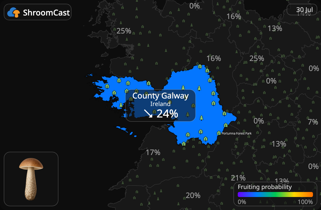 Підберезник звичайний County Galway