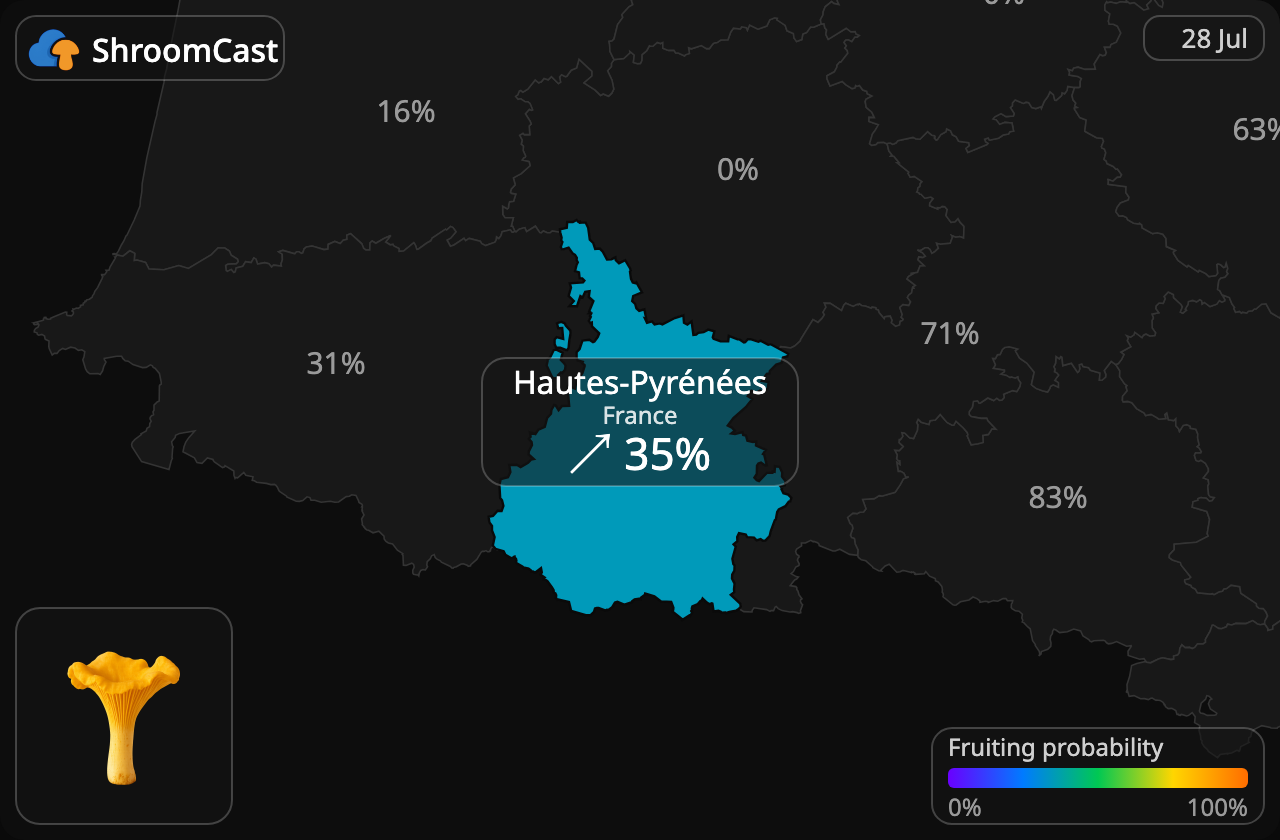 Chanterelle Hautes-Pyrénées