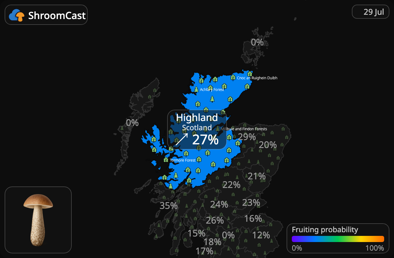 Gewone berkenboleet Highland