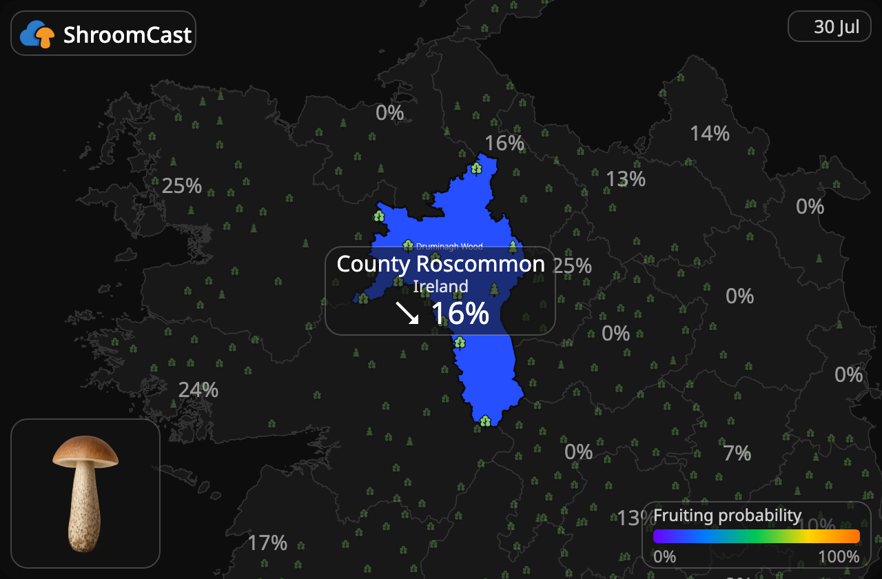 Birkenpilz County Roscommon