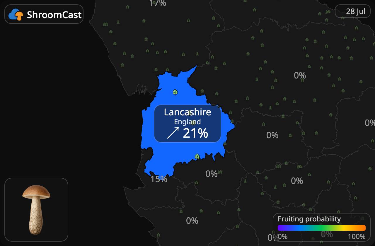 Björksopp Lancashire