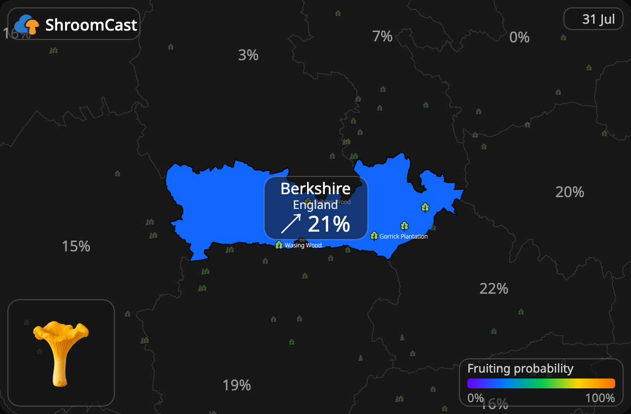 Pfifferling Berkshire