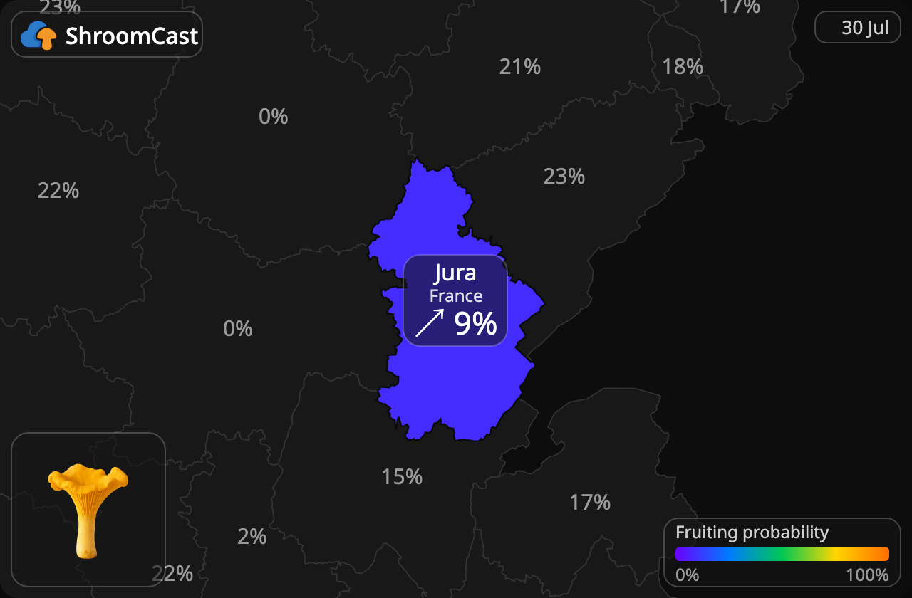 Kantarell Jura