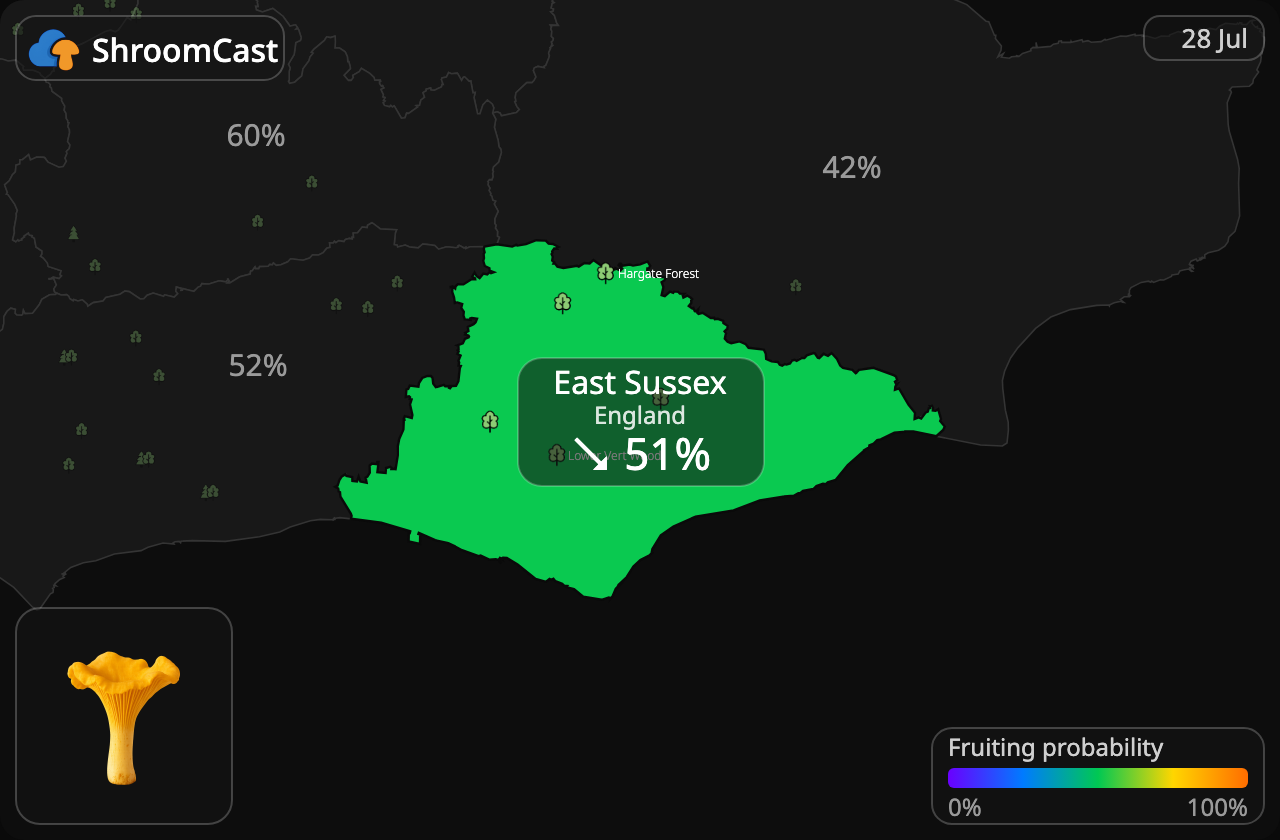 Лисичка звичайна East Sussex