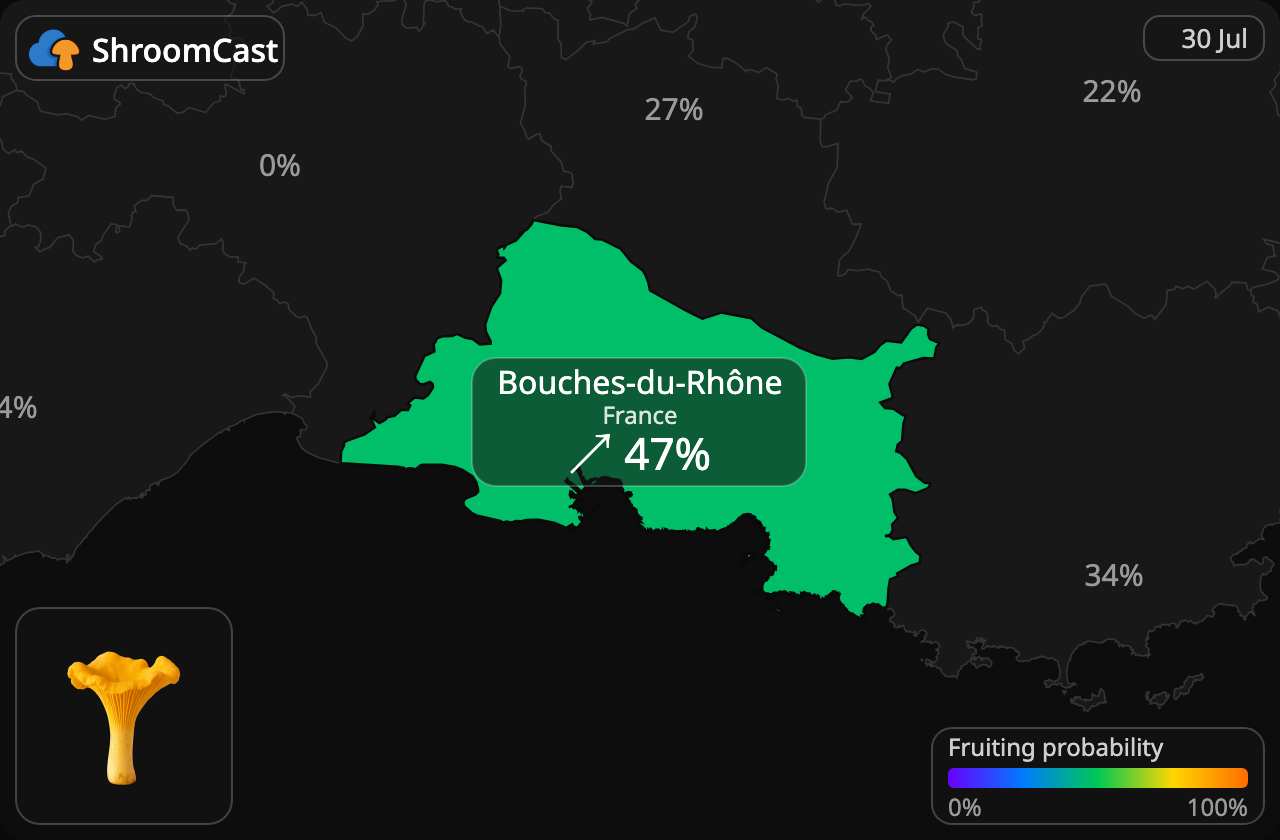 Kantarelli Bouches-du-Rhône
