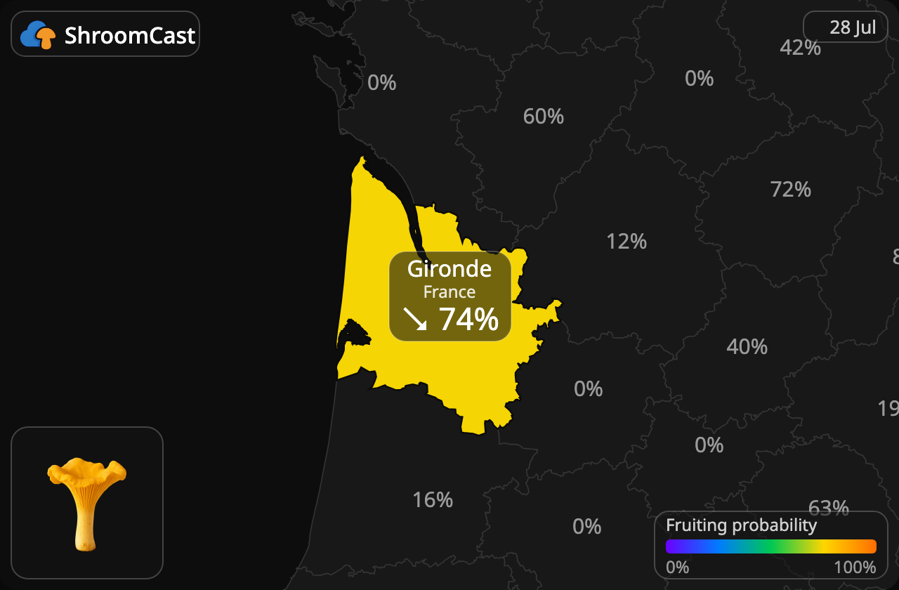 Cantharel Gironde