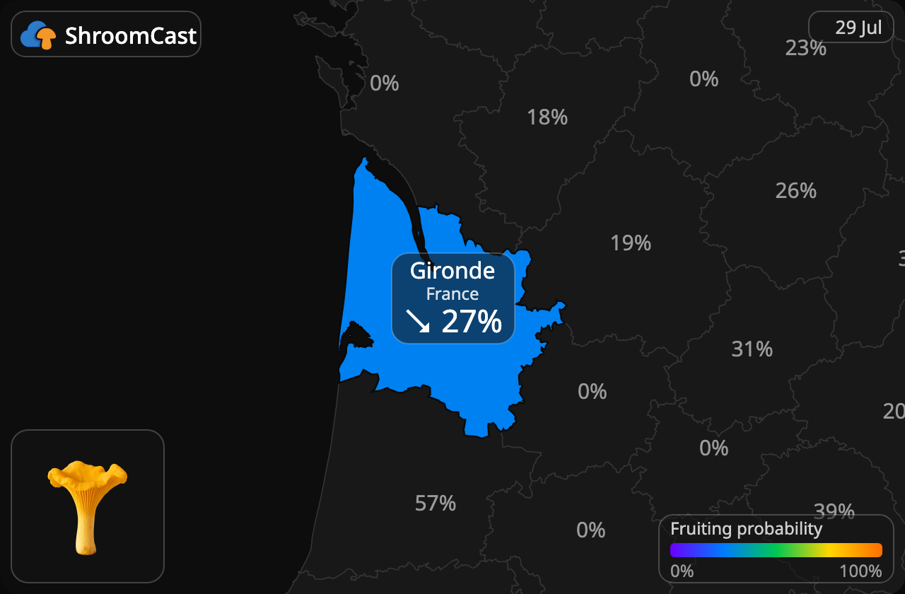 Chanterelle Gironde