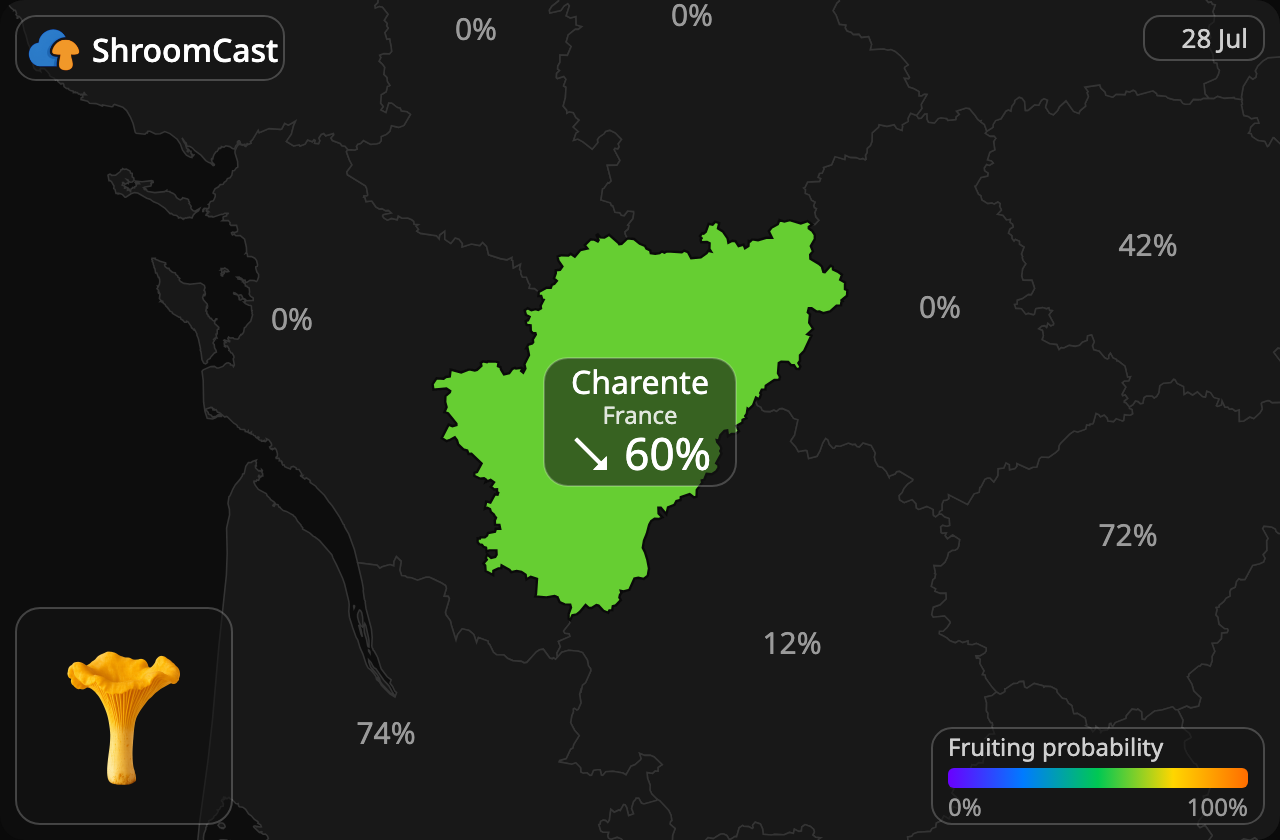 Kantarelli Charente