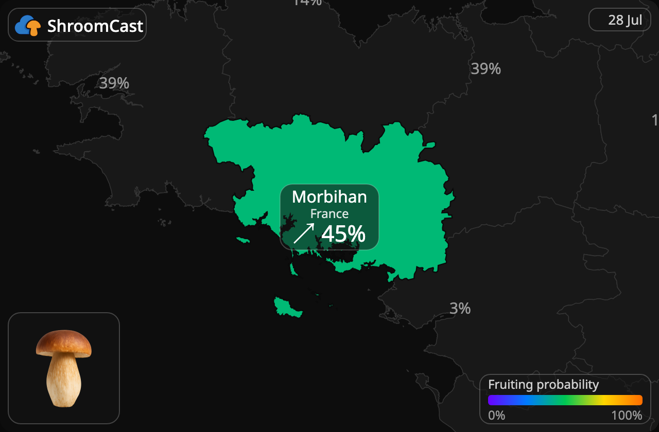 Spiselig rørhat (Karl Johan) Morbihan