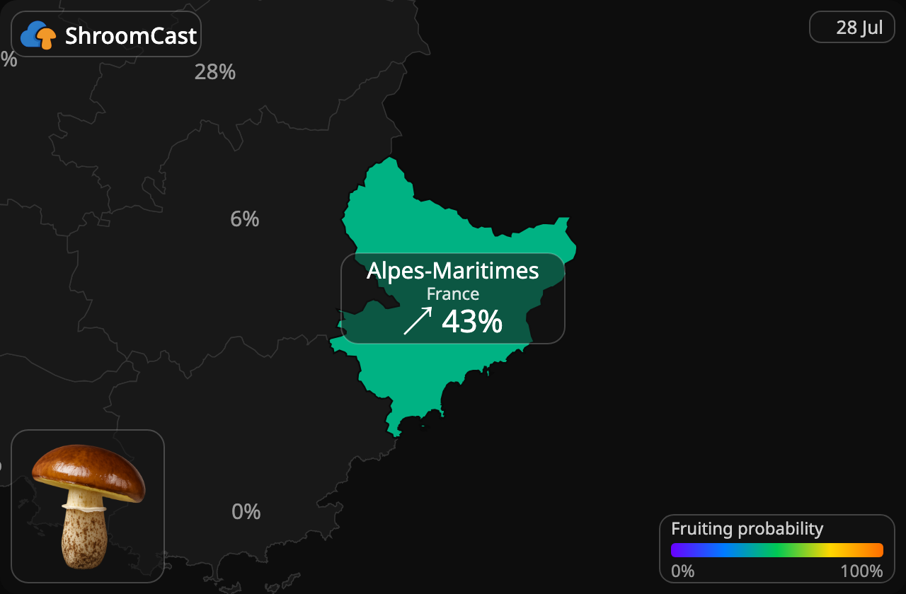 Brunringet rørhat Alpes-Maritimes