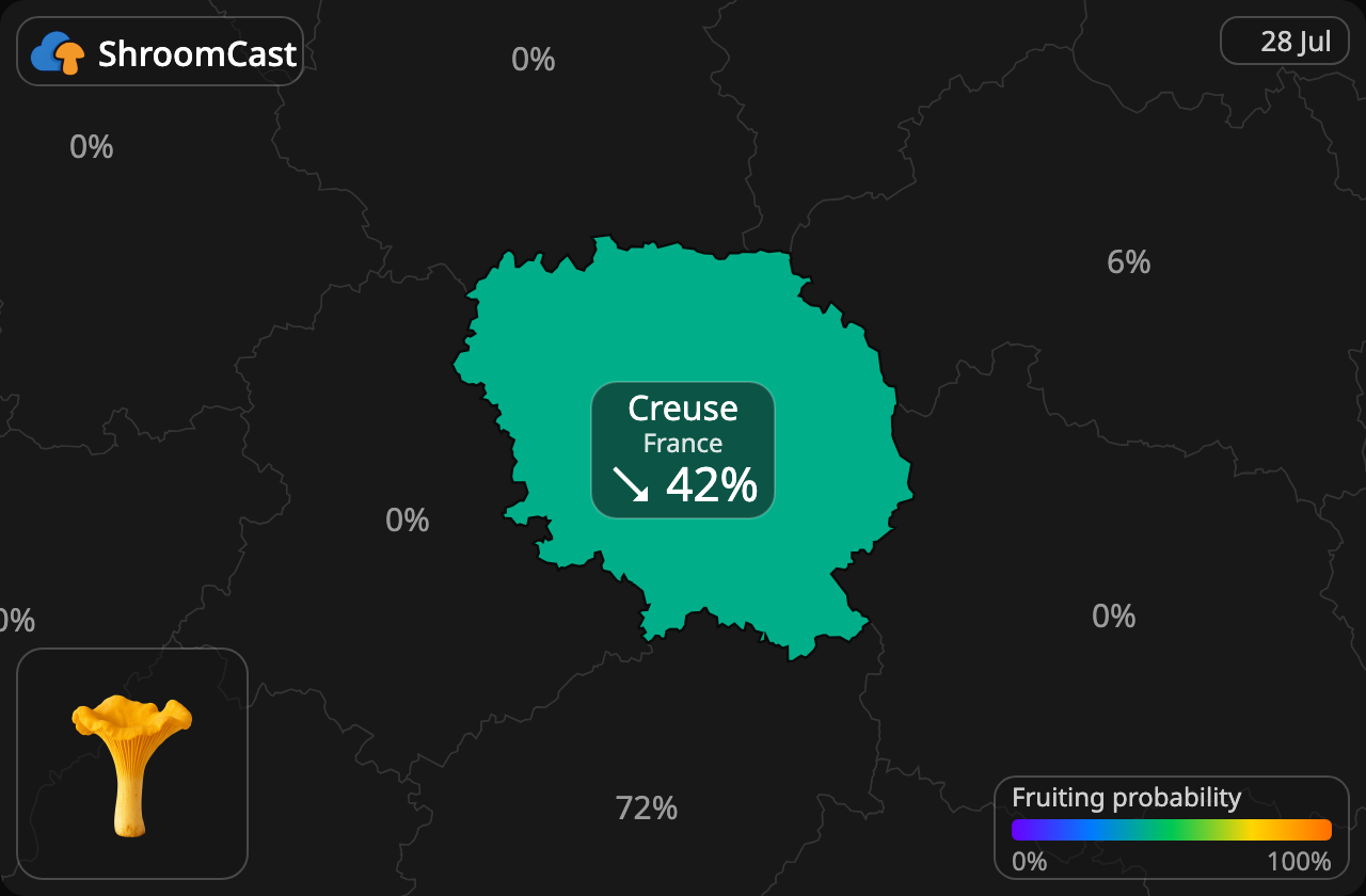 Almindelig kantarel Creuse