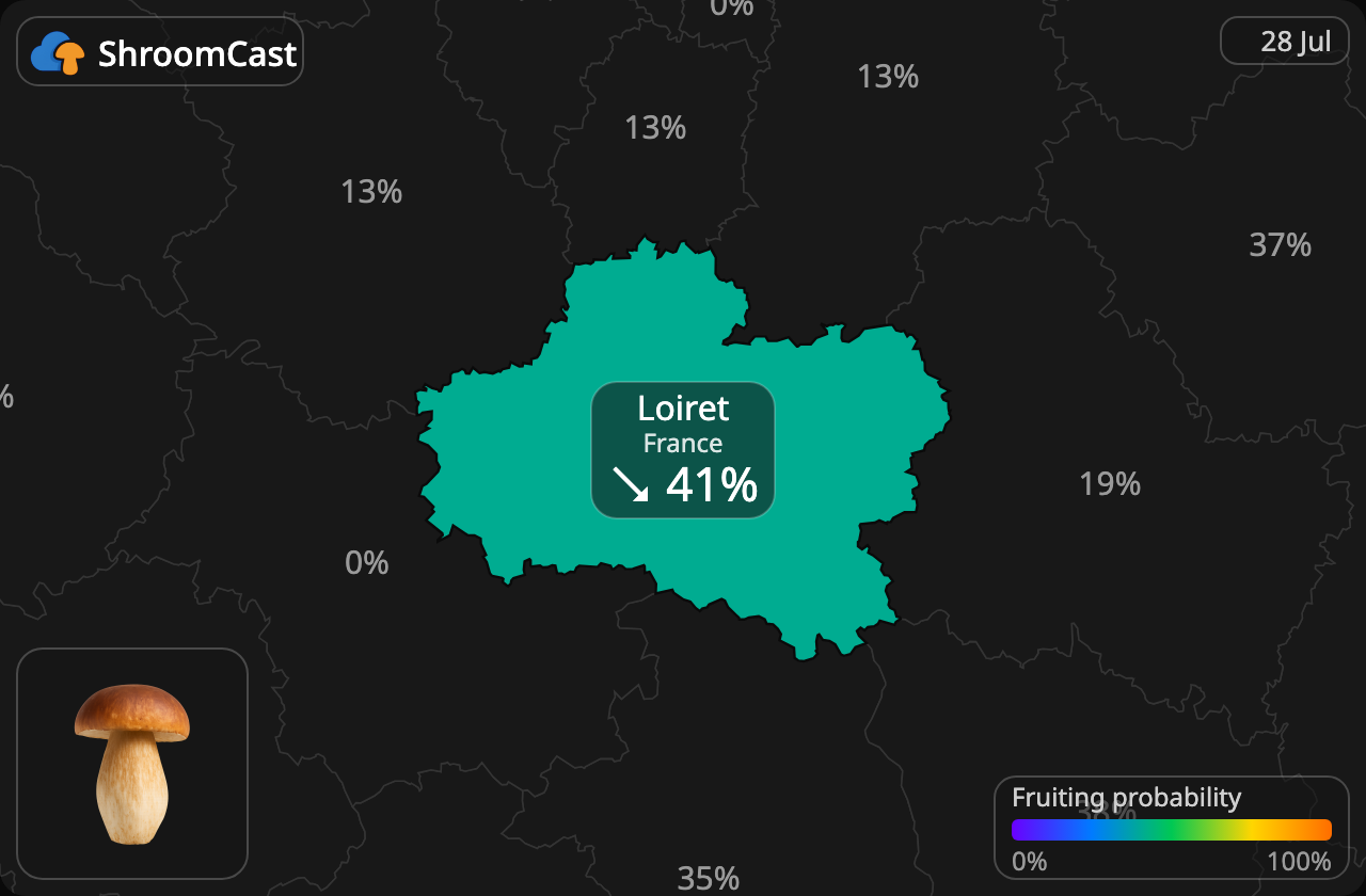 Spiselig rørhat (Karl Johan) Loiret
