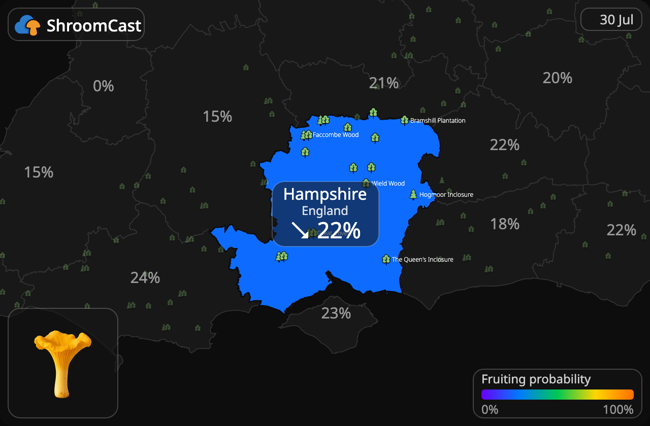 Almindelig kantarel Hampshire