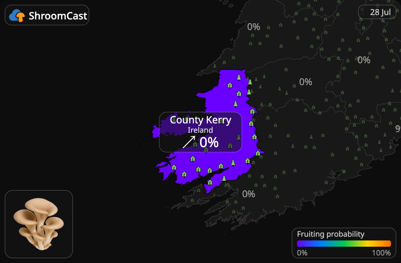 Østerssopp County Kerry