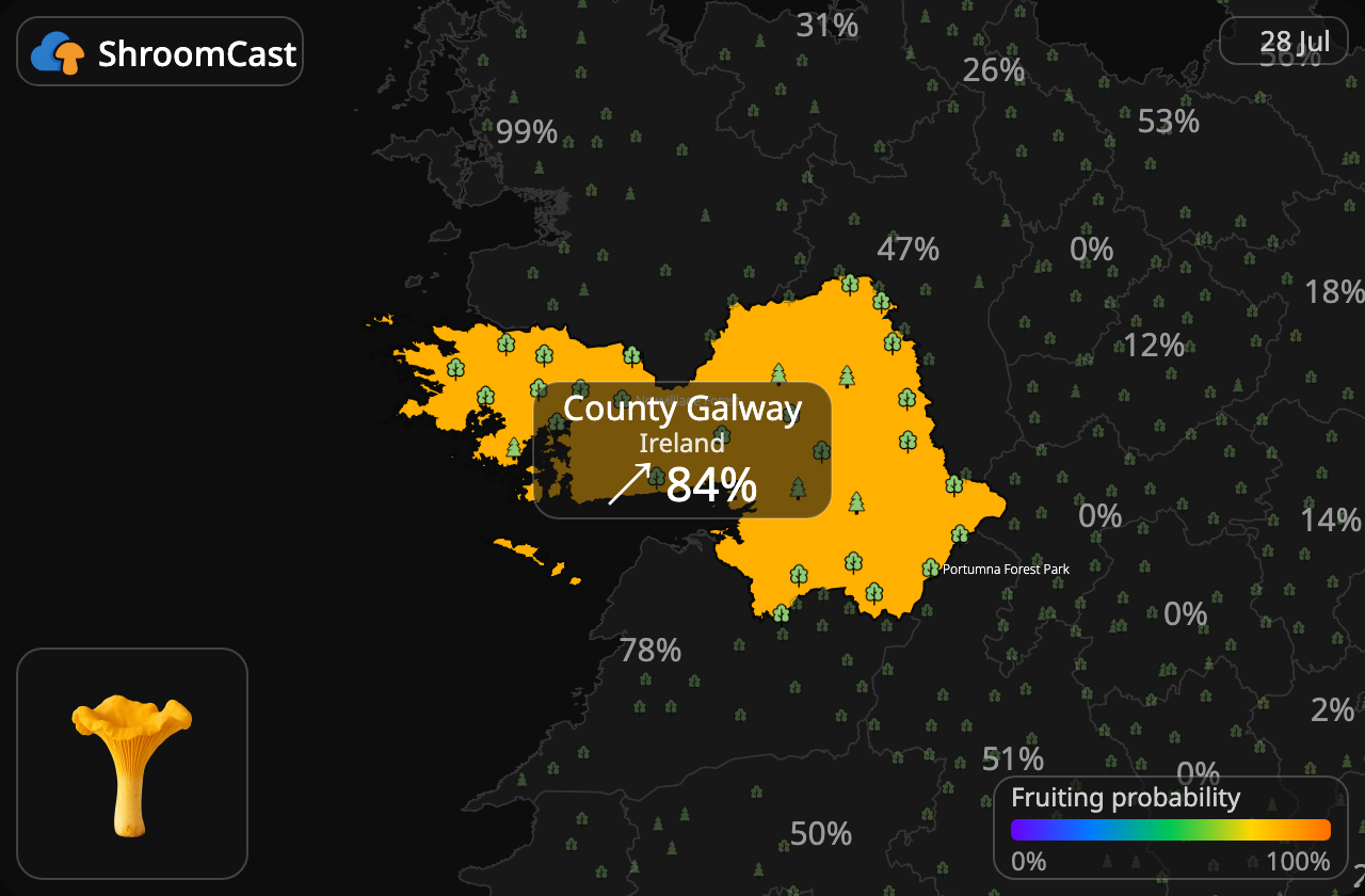 Kantarelli County Galway