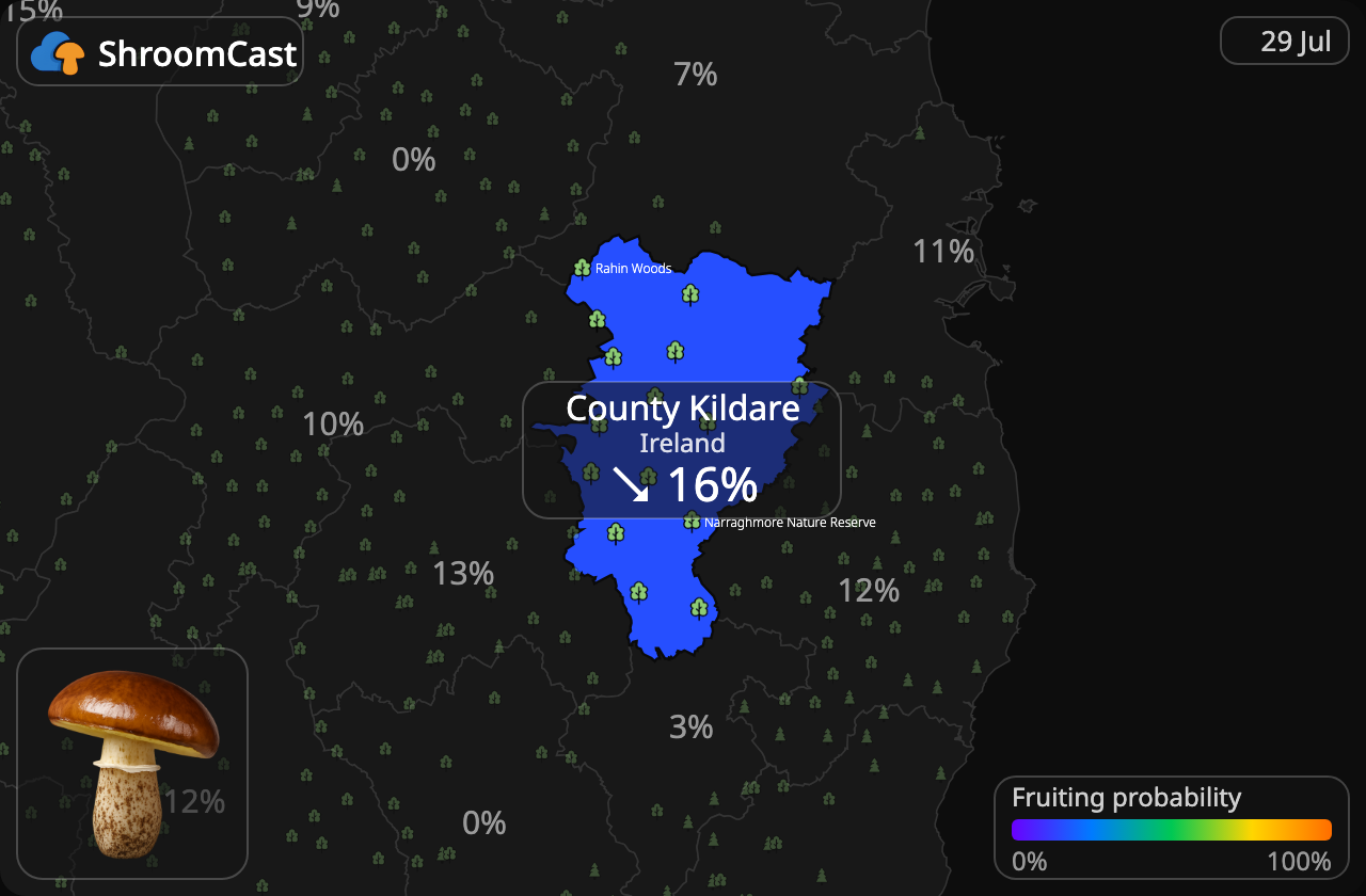 Brunringet rørhat County Kildare