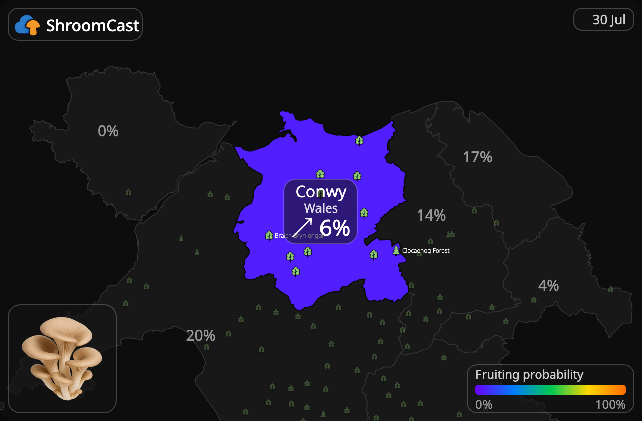 Глива звичайна Conwy
