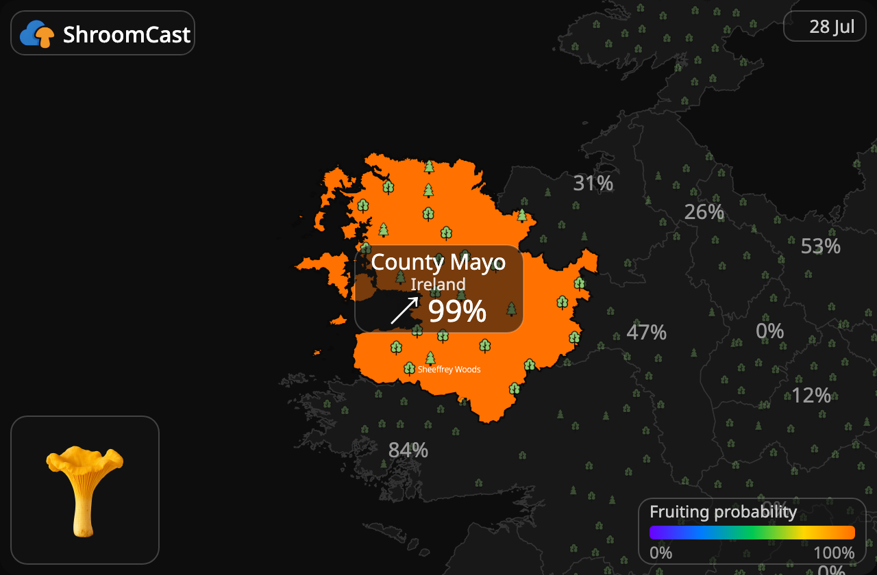Girolle County Mayo