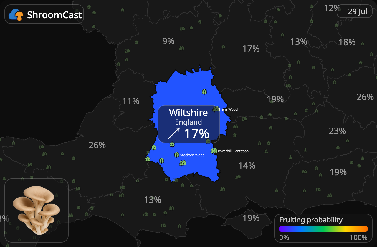 Oesterzwam Wiltshire