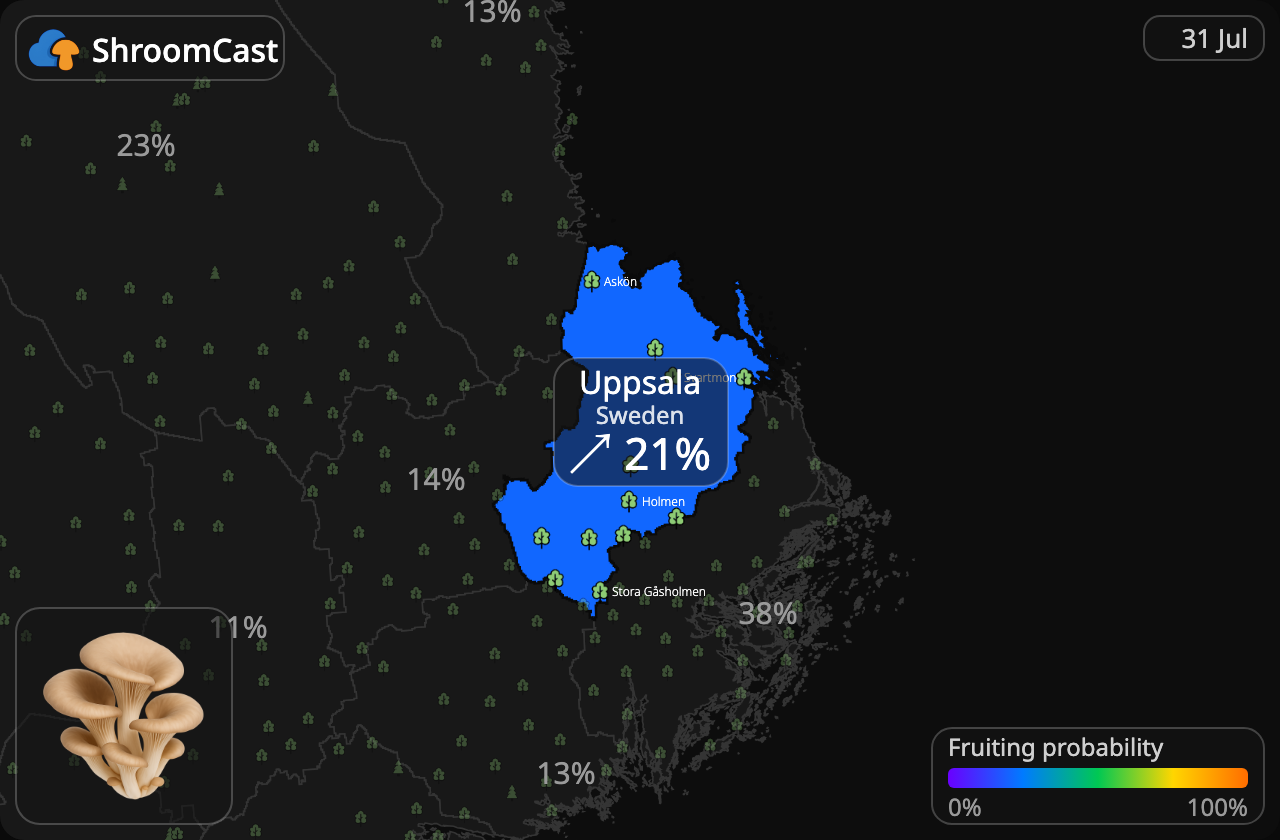 Austernpilz Uppsala