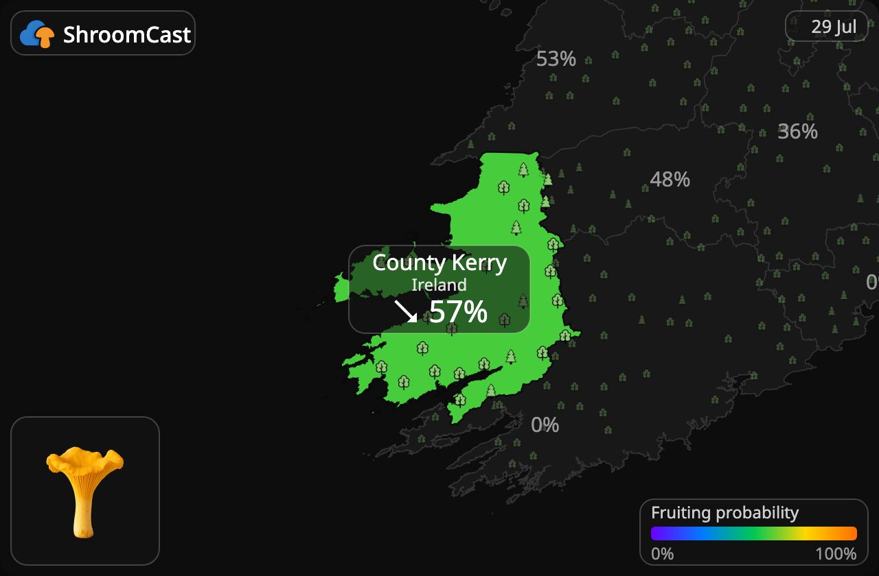 Chanterelle County Kerry