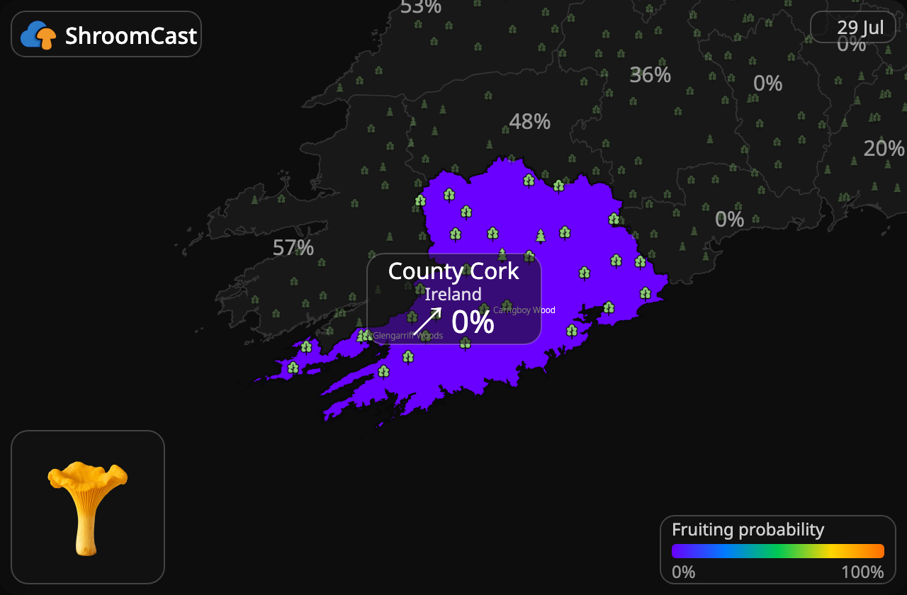 Cantharel County Cork