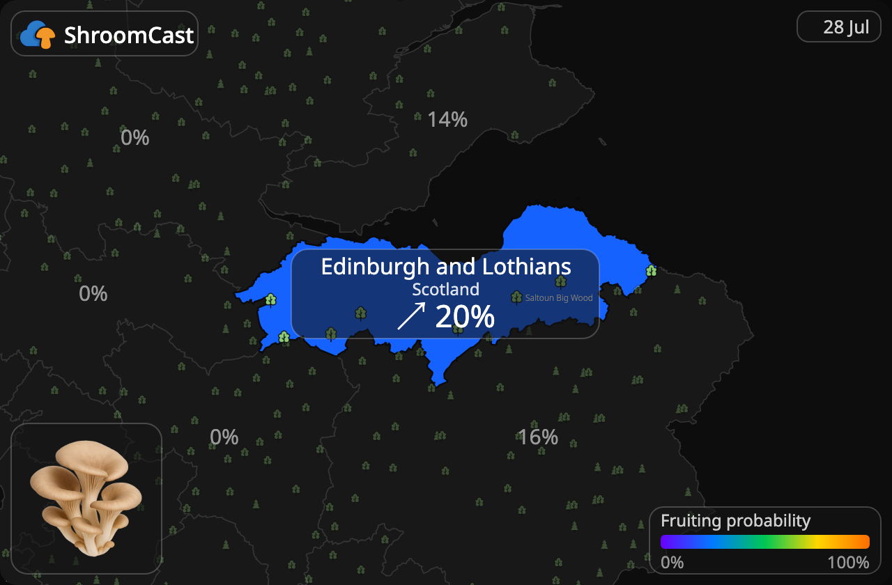 Austernpilz Edinburgh and Lothians