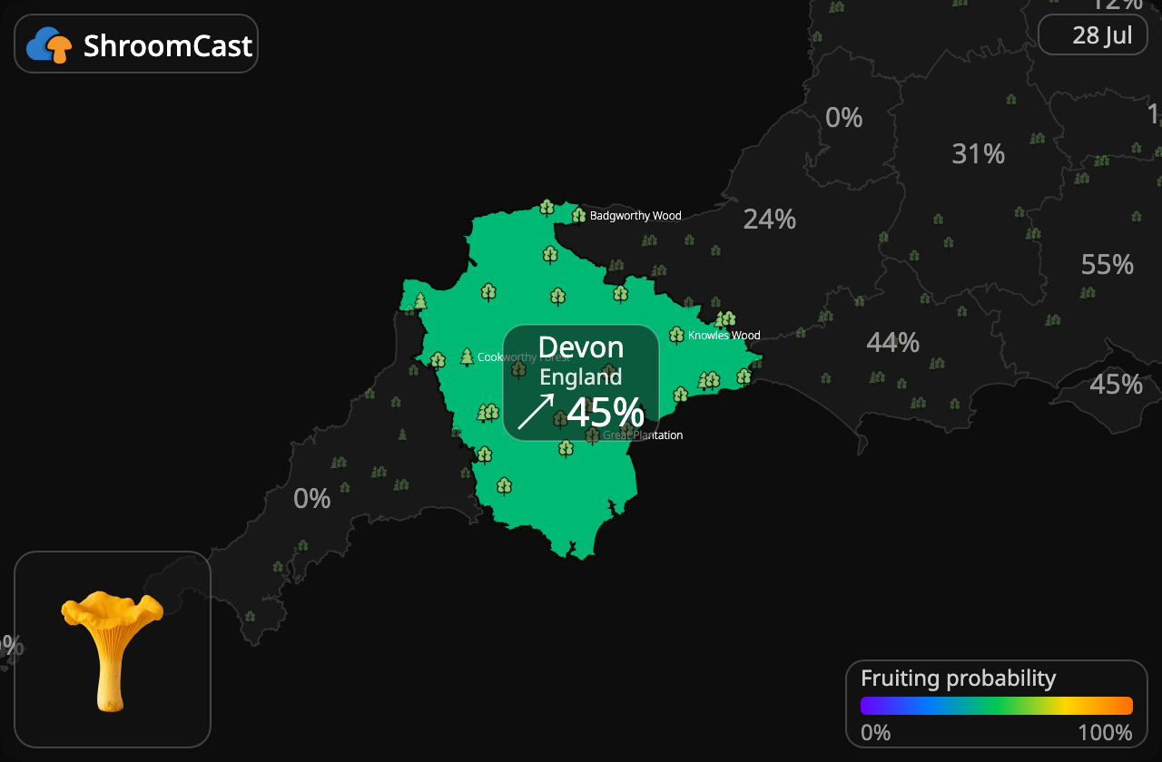 Pfifferling Devon