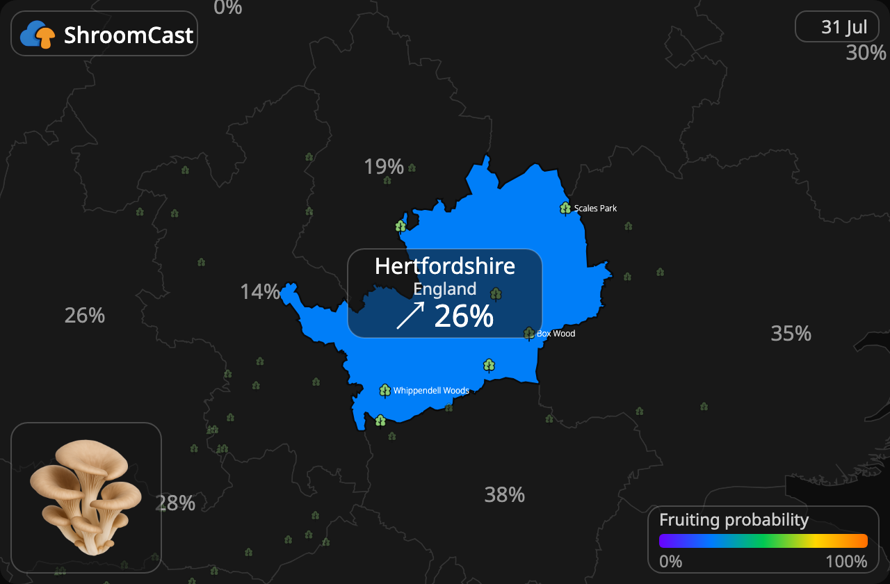 Pleurote en huître Hertfordshire