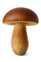 Ruskotatti