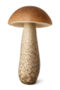 Lehmäntatti