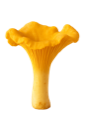 Kantarelli