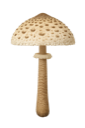 Ukonsieni