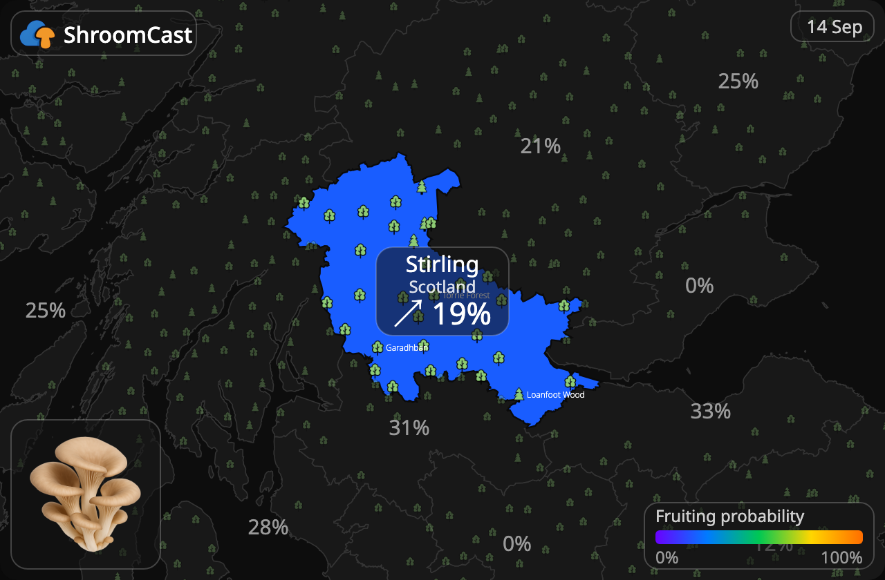 Глива звичайна Stirling