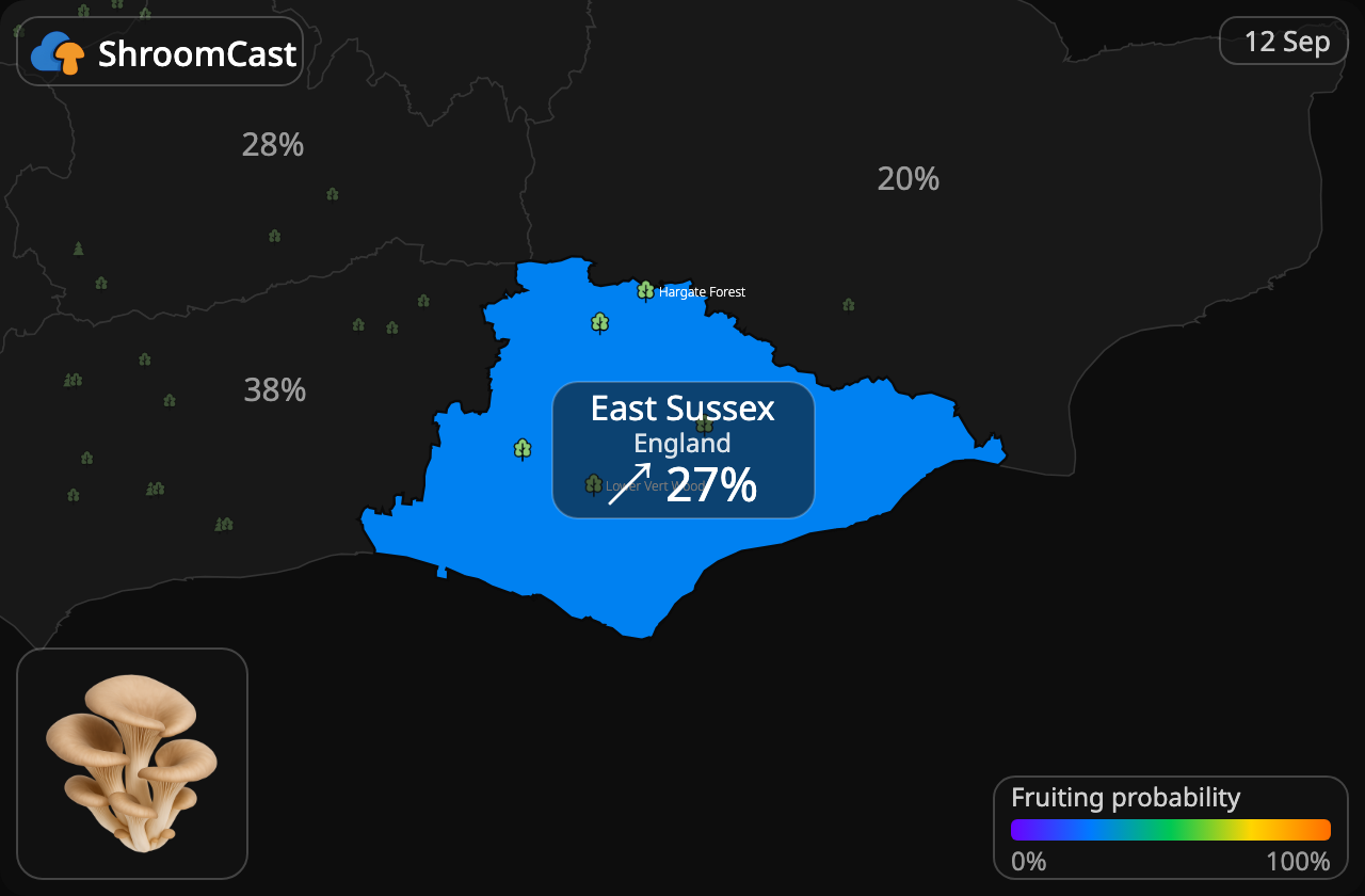Austernseitling East Sussex