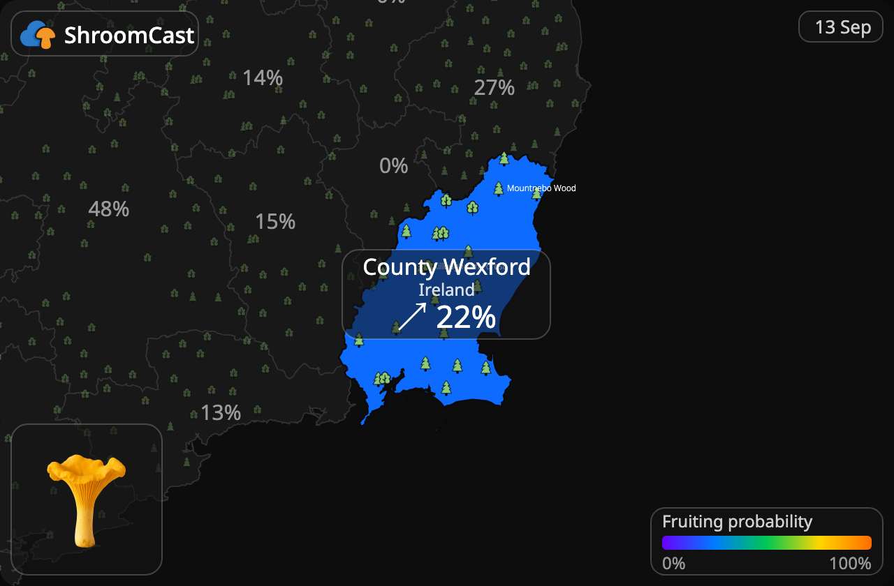 Лисичка звичайна County Wexford
