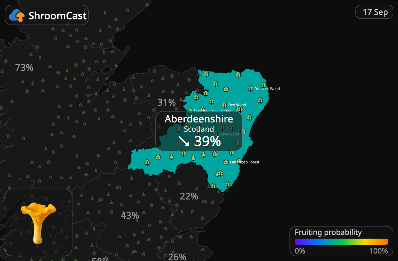 Лисичка звичайна Aberdeenshire