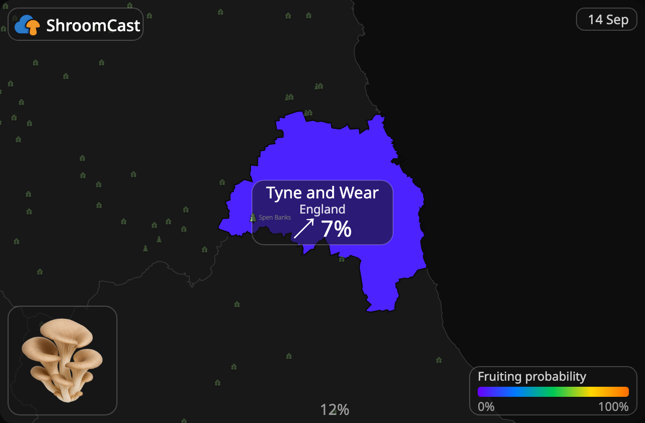 Глива звичайна Tyne and Wear