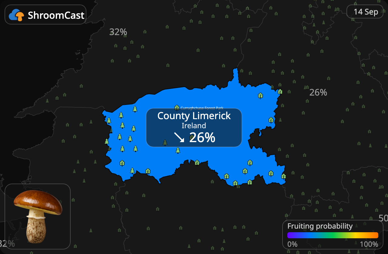 Smørsopp County Limerick