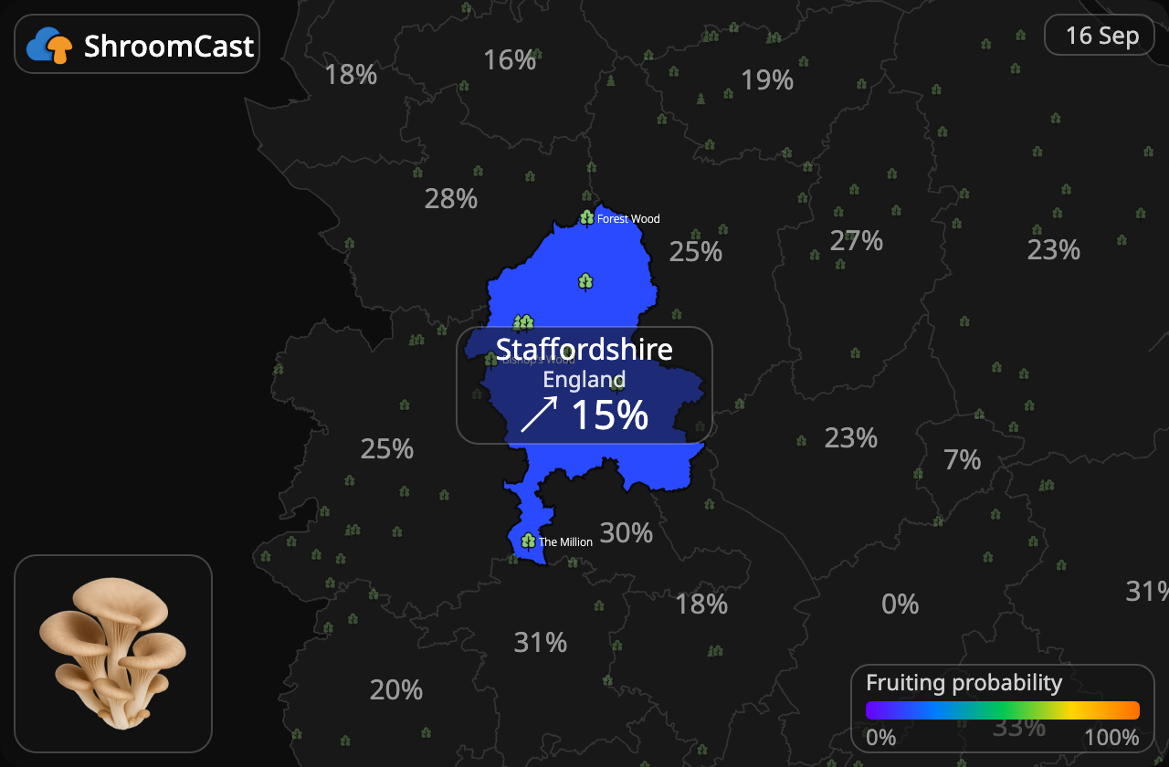 Boczniak Staffordshire
