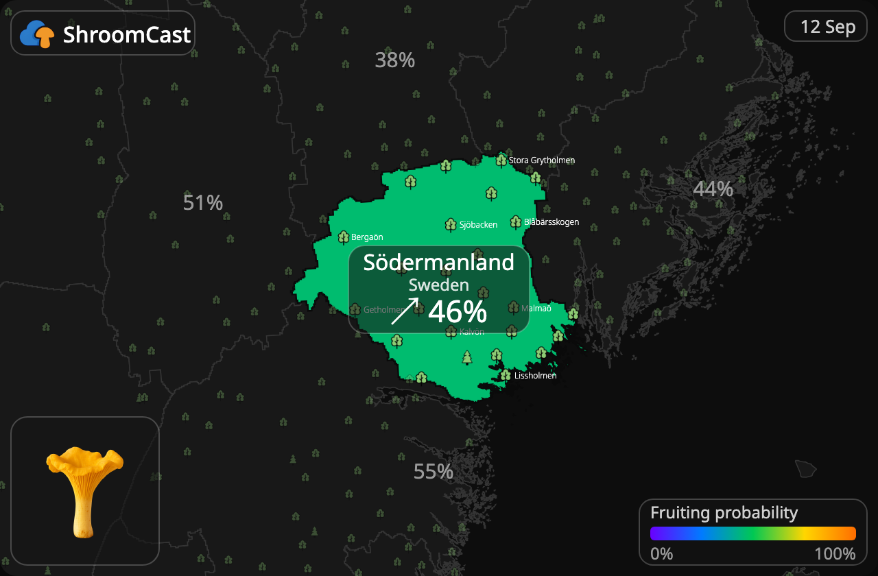 Kantarel Södermanland