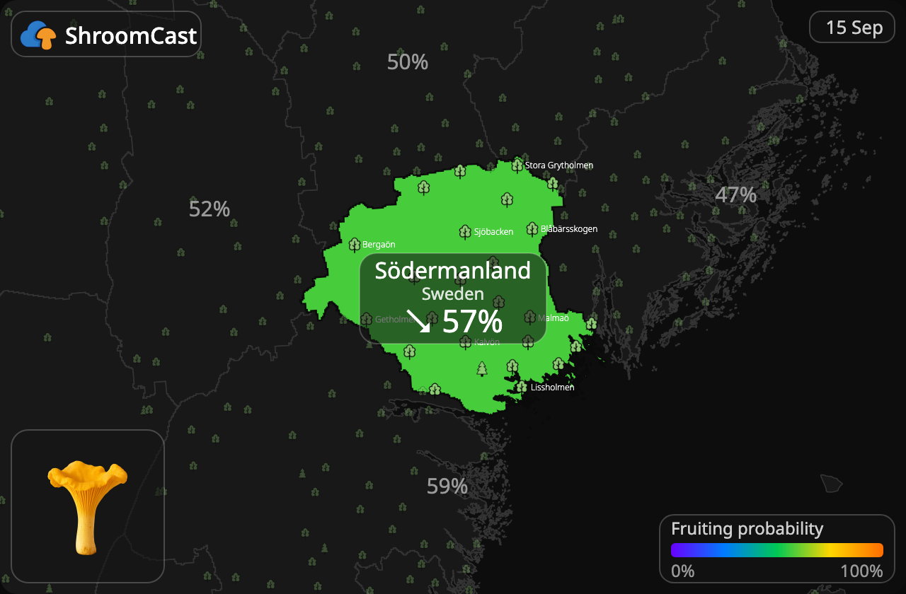Kantarell Södermanland