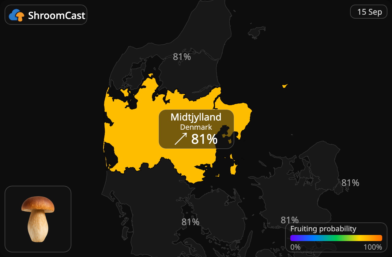 Prawdziwek Midtjylland