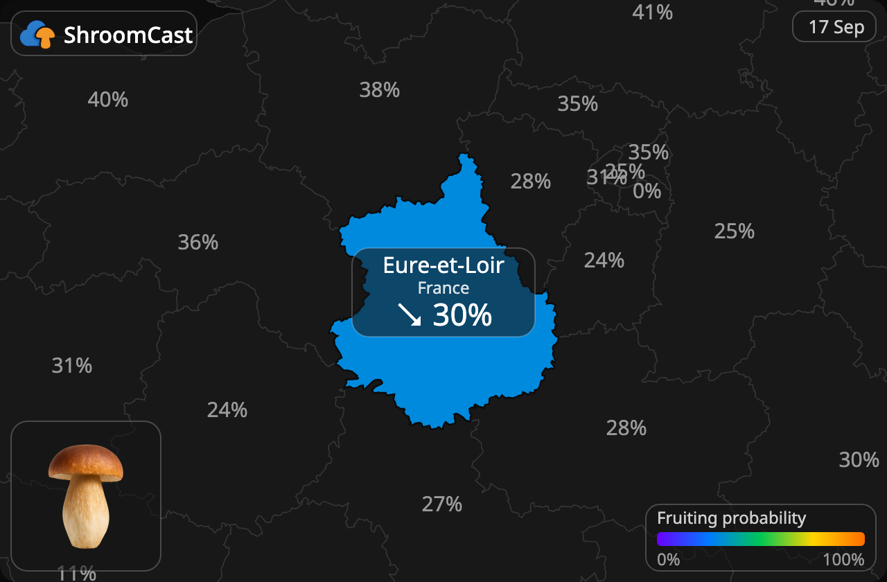 Prawdziwek Eure-et-Loir